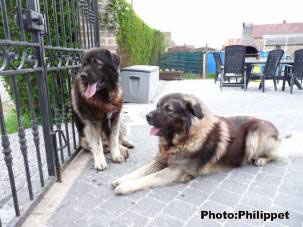 Fury et Furko 32 months